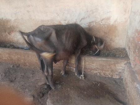 थंबनेल 2