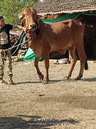 થંબનેલ 3