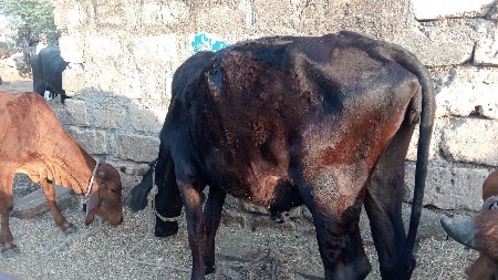 ગીર ક્રોસ વેચવાની છે