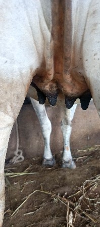 ગીર લીલડી વાછડી વેચવાનું છે