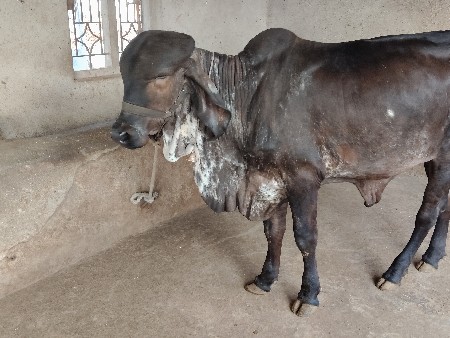 थंबनेल 2