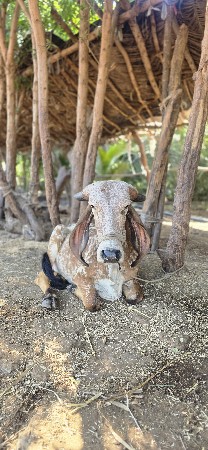 थंबनेल 2