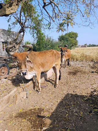 थंबनेल 2