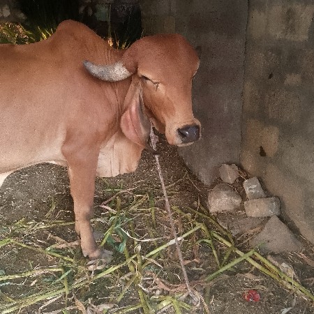 थंबनेल 2