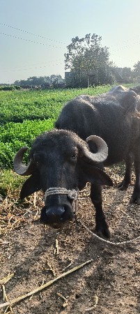 થંબનેલ 3