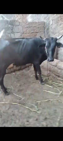 જરશી ગાય વેચવાની છે