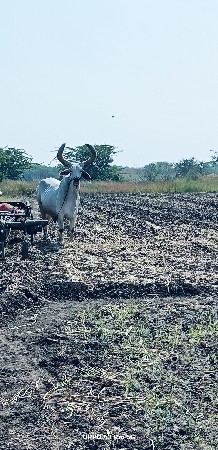 બળદ વેચવાનો છે