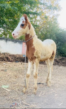 વછેરો છે