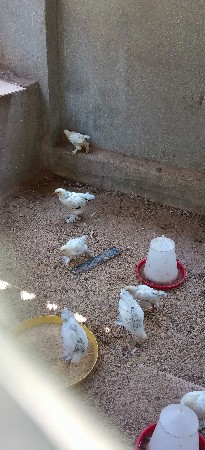 બહ્મા બચ્ચા મળી જશે