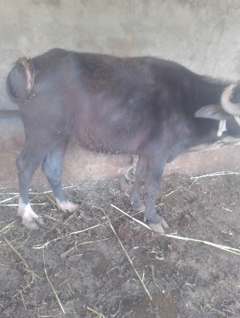 થંબનેલ 3