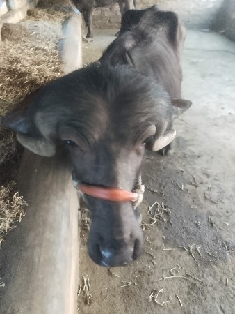 જાફરો પાડો