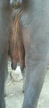 ભેંસ વેચવાની છે