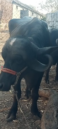 थंबनेल 3