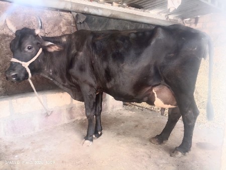 थंबनेल 4