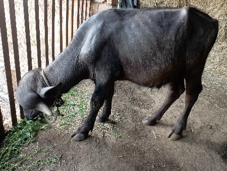 थंबनेल 3