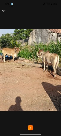 થંબનેલ 2