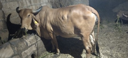 થંબનેલ 3