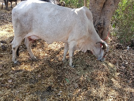 આ ગાય વેસવાની સે