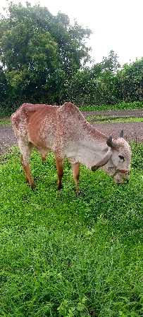 ગોઢલા વેચવાના છે