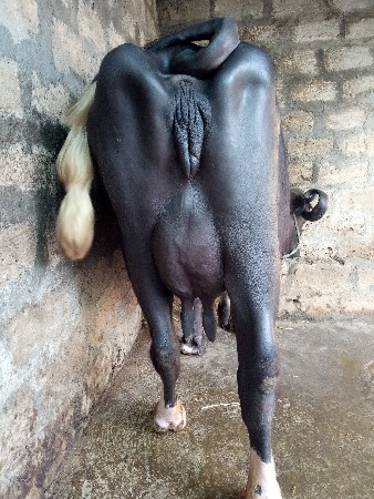 ભેંસ વેચવાની છે