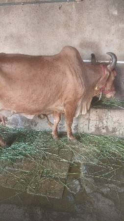 थंबनेल 3