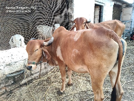 ગાય વેચવાની છે