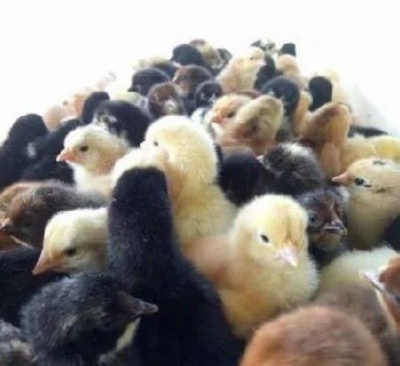 थंबनेल 5