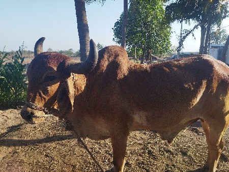 ગોઢલા વેચવાના છે