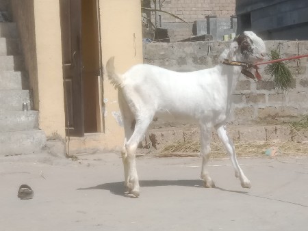 આ બકરો વેચવાનો છે