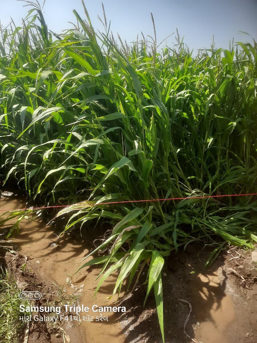 મકાઈ વેચવાની