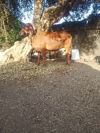 જર્સી ગાયવેશવાનીછે