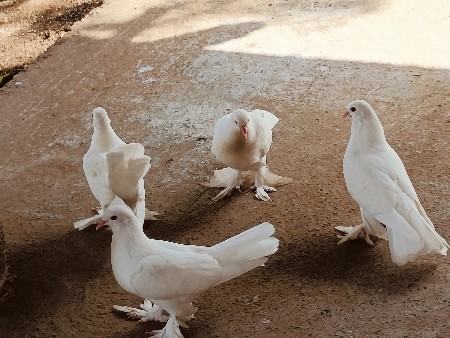 થંબનેલ 2