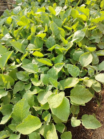 🌱 રીંગણી નો રોપ 🌱