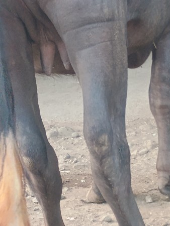 ભેંસ વેચવાની છે