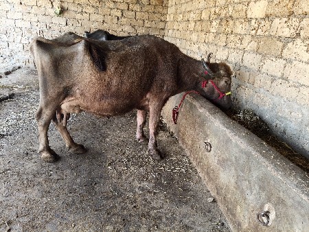 थंबनेल 1