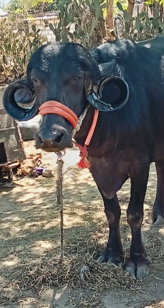 थंबनेल 3