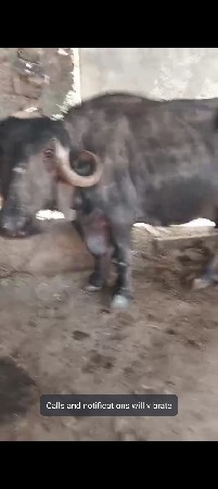 थंबनेल 3