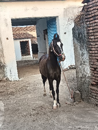 આ વસેરી વેસવાની સે બાલ ભમરીની સોકી