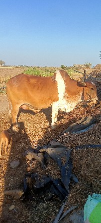 थंबनेल 2