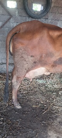 ગાય વેચવાની