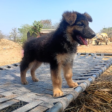 જર્મન મેલ