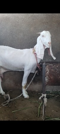 થંબનેલ 3