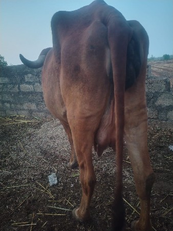 ગાય વેચવાની છે
