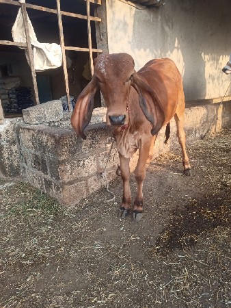 થંબનેલ 2