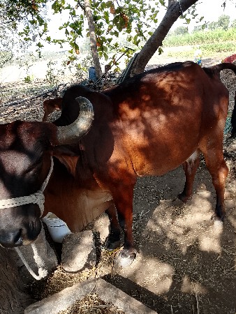 ગાય વેચવાની છે