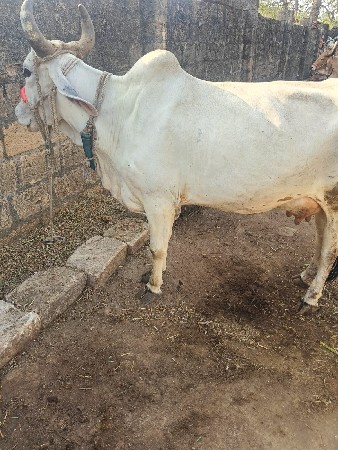 થંબનેલ 2