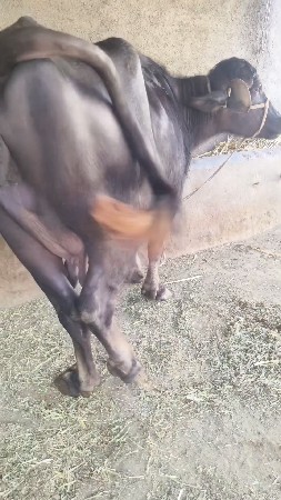 थंबनेल 6