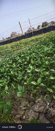 મરચી નો રોપ વેચવા નો છે