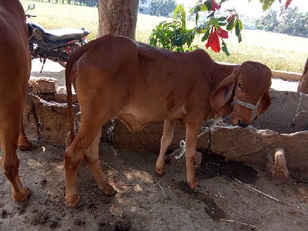 थंबनेल 3