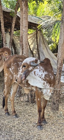 थंबनेल 2